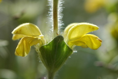 Phlomis lychnitis