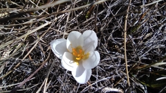 Crocus weldenii
