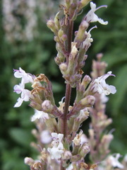Nepeta nuda