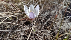 Crocus weldenii
