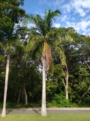 Roystonea dunlapiana