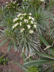 Echium leucophaeum