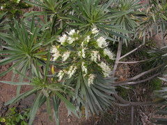 Echium leucophaeum