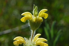 Phlomis lychnitis