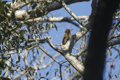 Piculus chrysochloros