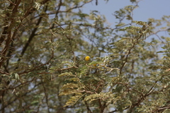 Acacia nilotica image