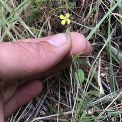Tropidocarpum gracile