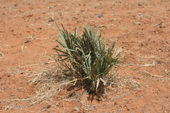 Hyphaene thebaica