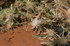 Centaurea senegalensis