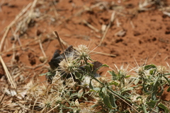 Centaurea senegalensis