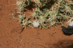 Centaurea senegalensis