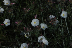 Convolvulus lanuginosus