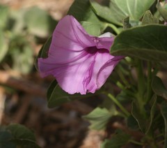 Ipomoea asarifolia