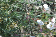 Convolvulus lanuginosus