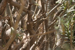 Euphorbia balsamifera subsp. sepium image