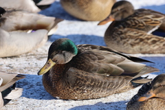 Anas rubripes × platyrhynchos