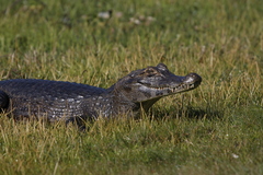 Caiman yacare