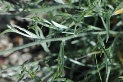 Convolvulus lanuginosus