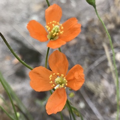 Papaver californicum