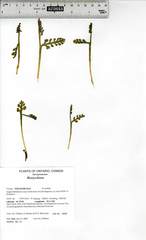 Botrychium neolunaria