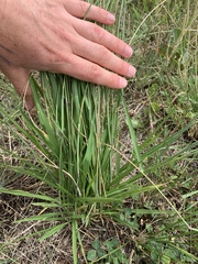 Eriochloa pseudoacrotricha