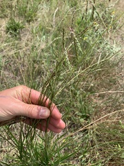 Eriochloa pseudoacrotricha