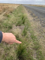 Eriochloa pseudoacrotricha