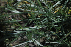 Convolvulus lanuginosus