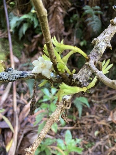 Cyrtandra kauaiensis observed 2022-02-02