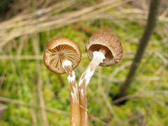 Galerina paludosa