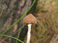 Galerina paludosa