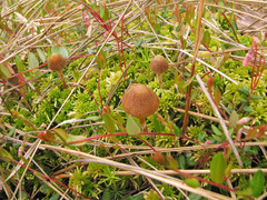 Galerina paludosa