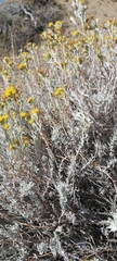 Senecio patagonicus
