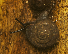 Ramogenia challengeri