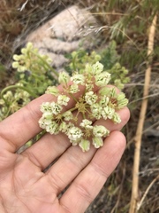 Cymopterus longipes