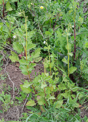 Phacelia viscida albiflora