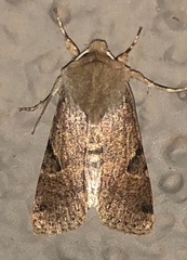Orthosia behrensiana