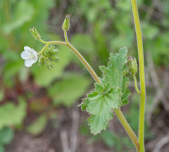 Phacelia viscida albiflora