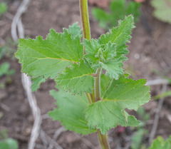 Phacelia viscida albiflora