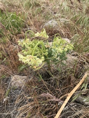 Cymopterus longipes