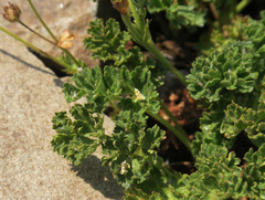 Potentilla brevifolia