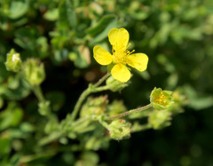 Potentilla brevifolia