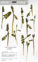 Botrychium ascendens