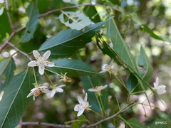 Dombeya ambongensis