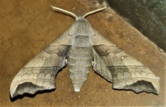 Polyptychoides grayii