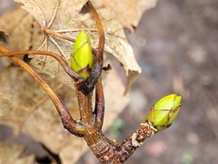 Acer pseudoplatanus