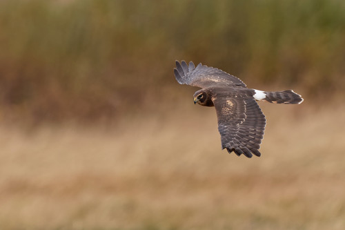 Northern Harrier photographed in Wyoming