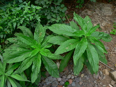Echium strictum
