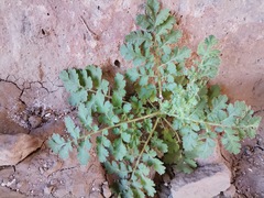 Phacelia infundibuliformis