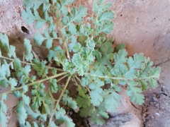 Phacelia infundibuliformis
